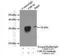 CDC34 Antibody in Immunoprecipitation (IP)