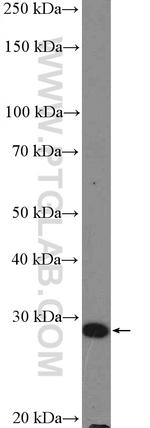 DCUN1D1 Antibody in Western Blot (WB)