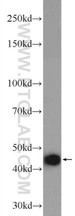 FH Antibody in Western Blot (WB)