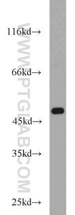 FH Antibody in Western Blot (WB)