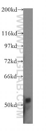 COPS2/TRIP15 Antibody in Western Blot (WB)