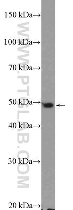 COPS2/TRIP15 Antibody in Western Blot (WB)