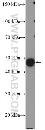 COPS2/TRIP15 Antibody in Western Blot (WB)