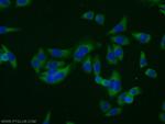 COPS2/TRIP15 Antibody in Immunocytochemistry (ICC/IF)