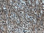 COPS2/TRIP15 Antibody in Immunohistochemistry (Paraffin) (IHC (P))