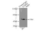 COPS2/TRIP15 Antibody in Immunoprecipitation (IP)