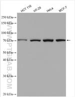 PABPC1/PABP Antibody in Western Blot (WB)