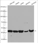 CTBP1 Antibody in Western Blot (WB)