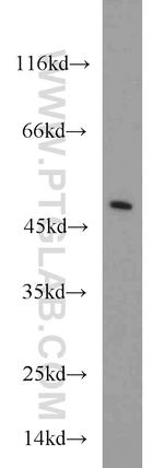 CTBP1 Antibody in Western Blot (WB)