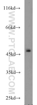 CTBP1 Antibody in Western Blot (WB)