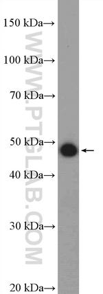 CTBP1 Antibody in Western Blot (WB)