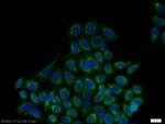 GRP94 Antibody in Immunocytochemistry (ICC/IF)