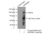 GRP94 Antibody in Immunoprecipitation (IP)