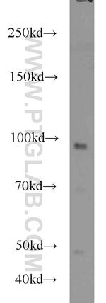 GRP94 Antibody in Western Blot (WB)