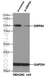 GRP94 Antibody in Western Blot (WB)