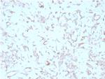 Kindlin-2/KIND2 Antibody in Immunohistochemistry (Paraffin) (IHC (P))