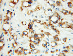 Fc epsilon RI alpha Antibody in Immunohistochemistry (Paraffin) (IHC (P))