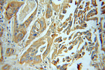 PICK1 Antibody in Immunohistochemistry (Paraffin) (IHC (P))