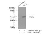 PICK1 Antibody in Immunoprecipitation (IP)