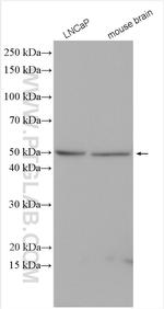 PICK1 Antibody in Western Blot (WB)