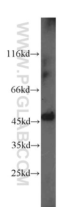 PICK1 Antibody in Western Blot (WB)