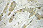 MRPS22 Antibody in Immunohistochemistry (Paraffin) (IHC (P))