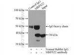 MRPS22 Antibody in Immunoprecipitation (IP)