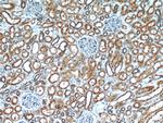 GRIM19 Antibody in Immunohistochemistry (Paraffin) (IHC (P))