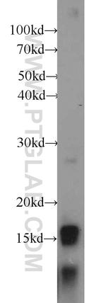 GRIM19 Antibody in Western Blot (WB)