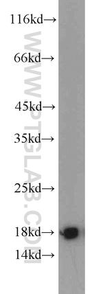 GRIM19 Antibody in Western Blot (WB)