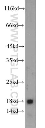 GRIM19 Antibody in Western Blot (WB)