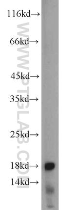 GRIM19 Antibody in Western Blot (WB)