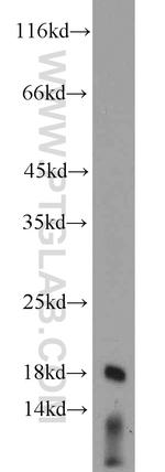 GRIM19 Antibody in Western Blot (WB)