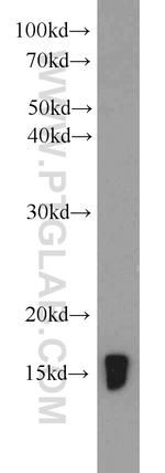 GRIM19 Antibody in Western Blot (WB)