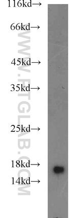 GRIM19 Antibody in Western Blot (WB)