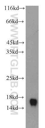 GRIM19 Antibody in Western Blot (WB)