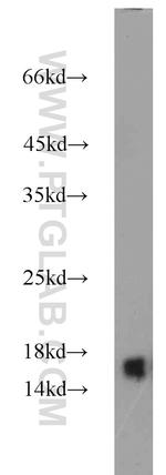 GRIM19 Antibody in Western Blot (WB)