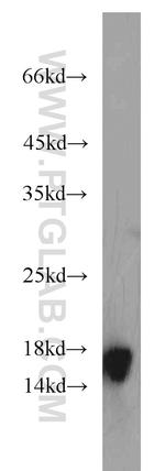 GRIM19 Antibody in Western Blot (WB)