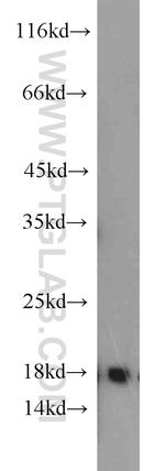 GRIM19 Antibody in Western Blot (WB)