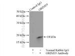 GRIM19 Antibody in Immunoprecipitation (IP)