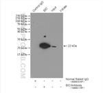 BID Antibody in Immunoprecipitation (IP)