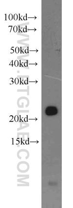 BID Antibody in Western Blot (WB)