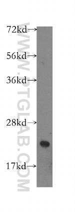 BID Antibody in Western Blot (WB)