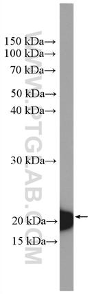 BID Antibody in Western Blot (WB)