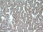 SKP1 Antibody in Immunohistochemistry (Paraffin) (IHC (P))