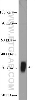 FHL1 Antibody in Western Blot (WB)