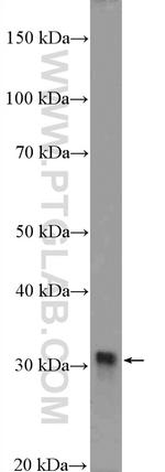 FHL1 Antibody in Western Blot (WB)