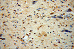 CSNK2A1 Antibody in Immunohistochemistry (Paraffin) (IHC (P))