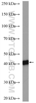 CSNK2A1 Antibody in Western Blot (WB)