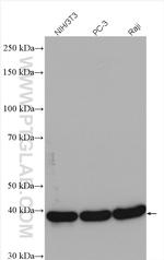 CSNK2A1 Antibody in Western Blot (WB)